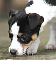 english bulldog small