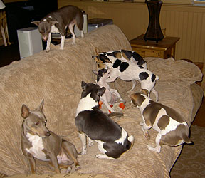 rat terrier breeders near me