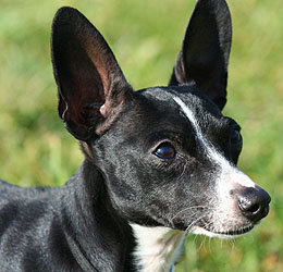 National Rat Terrier Association NRTA, Hollow Hills, Rat Terrier ...