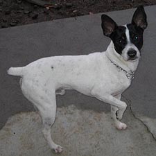 Rat Terrier Puppies, Rat Terrier puppies for sale, Rat Terrier Breeders ...