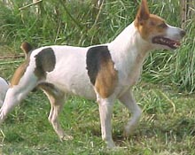 ratterrier